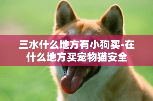 三水什么地方有小狗買-在什么地方買寵物貓安全