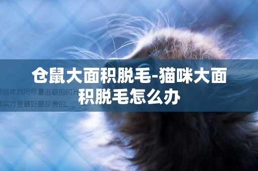倉鼠大面積脫毛-貓咪大面積脫毛怎么辦