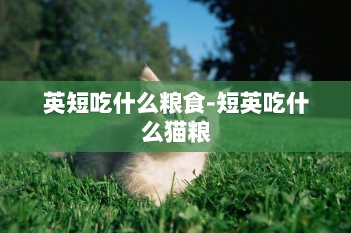 英短吃什么糧食-短英吃什么貓糧