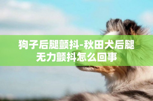 狗子后腿顫抖-秋田犬后腿無力顫抖怎么回事