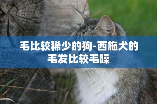毛比較稀少的狗-西施犬的毛發比較毛躁