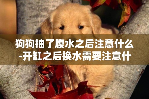 狗狗抽了腹水之后注意什么-開缸之后換水需要注意什么