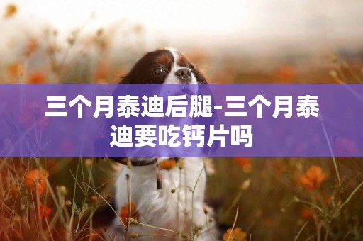 三個月泰迪后腿-三個月泰迪要吃鈣片嗎