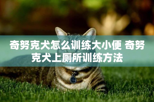 奇努克犬怎么訓練大小便 奇努克犬上廁所訓練方法