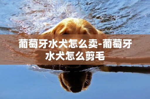 葡萄牙水犬怎么賣-葡萄牙水犬怎么剪毛