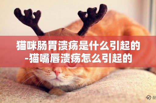 貓咪腸胃潰瘍是什么引起的-貓嘴唇潰瘍怎么引起的