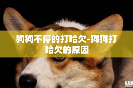 狗狗不停的打哈欠-狗狗打哈欠的原因
