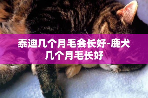 泰迪幾個月毛會長好-鹿犬幾個月毛長好