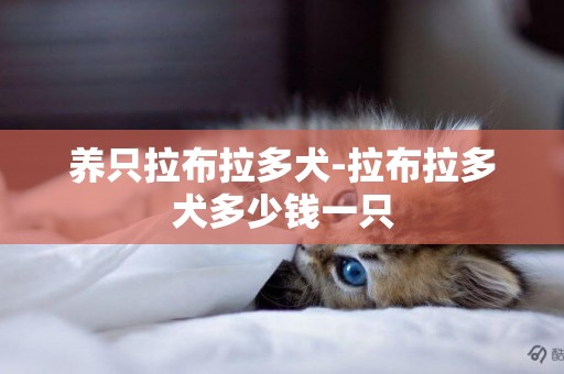 養只拉布拉多犬-拉布拉多犬多少錢一只