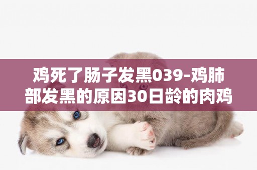雞死了腸子發黑039-雞肺部發黑的原因30日齡的肉雞黑肺怎么辦肉雞黑肺怎么治療