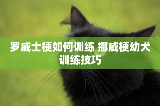 羅威士梗如何訓練 挪威梗幼犬訓練技巧