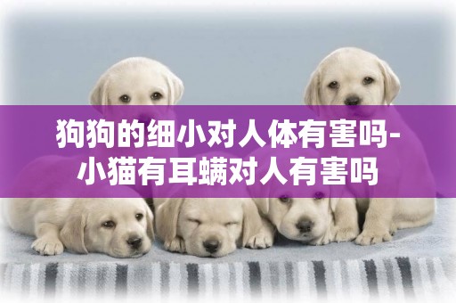 狗狗的細小對人體有害嗎-小貓有耳螨對人有害嗎