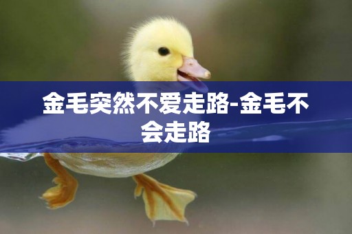 金毛突然不愛走路-金毛不會走路