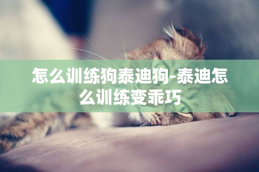 怎么訓練狗泰迪狗-泰迪怎么訓練變乖巧