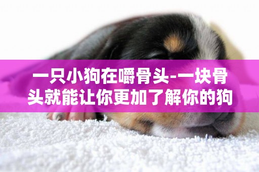 一只小狗在嚼骨頭-一塊骨頭就能讓你更加了解你的狗狗
