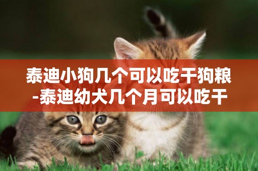 泰迪小狗幾個可以吃干狗糧-泰迪幼犬幾個月可以吃干糧