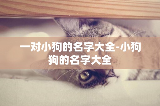 一對小狗的名字大全-小狗狗的名字大全