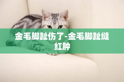 金毛腳趾傷了-金毛腳趾縫紅腫