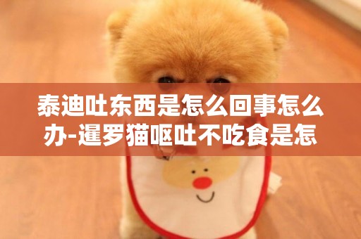 泰迪吐東西是怎么回事怎么辦-暹羅貓嘔吐不吃食是怎么回事