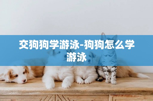 交狗狗學游泳-狗狗怎么學游泳