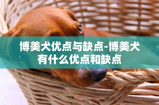 博美犬優點與缺點-博美犬有什么優點和缺點