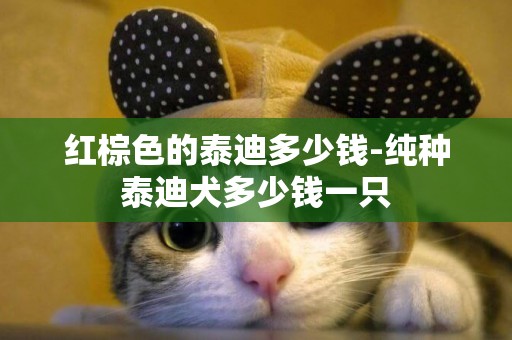 紅棕色的泰迪多少錢-純種泰迪犬多少錢一只