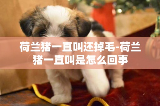 荷蘭豬一直叫還掉毛-荷蘭豬一直叫是怎么回事
