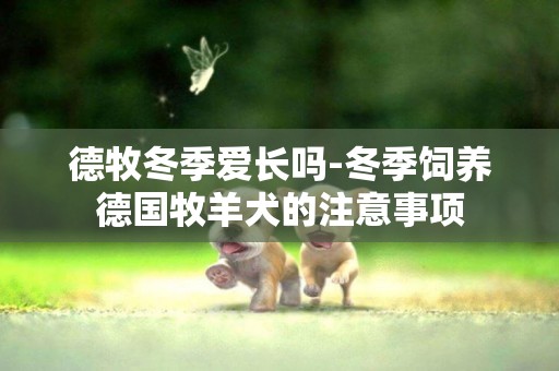 德牧冬季愛長嗎-冬季飼養德國牧羊犬的注意事項