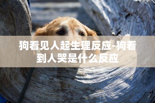 狗看見人起生理反應-狗看到人哭是什么反應