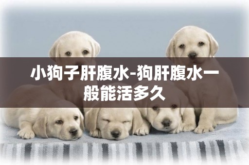 小狗子肝腹水-狗肝腹水一般能活多久