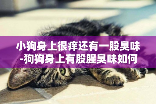 小狗身上很癢還有一股臭味-狗狗身上有股腥臭味如何消除