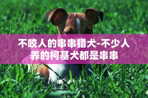 不咬人的串串獵犬-不少人養的柯基犬都是串串