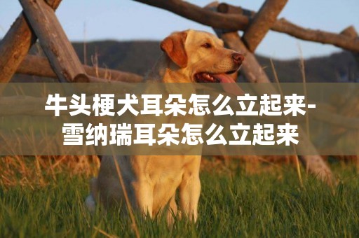 牛頭梗犬耳朵怎么立起來-雪納瑞耳朵怎么立起來