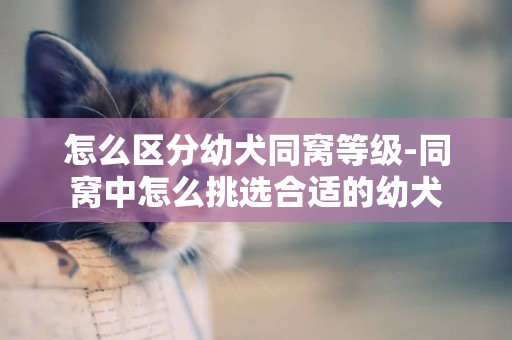 怎么區分幼犬同窩等級-同窩中怎么挑選合適的幼犬