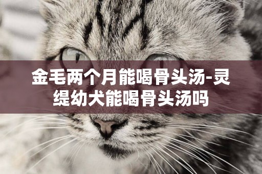 金毛兩個月能喝骨頭湯-靈緹幼犬能喝骨頭湯嗎