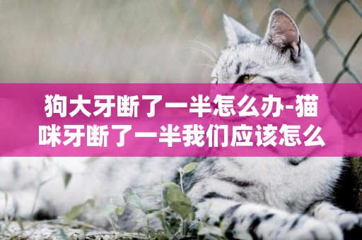 狗大牙斷了一半怎么辦-貓咪牙斷了一半我們應該怎么辦