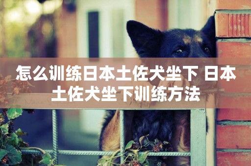 怎么訓練日本土佐犬坐下 日本土佐犬坐下訓練方法
