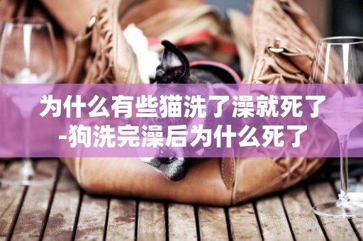 為什么有些貓洗了澡就死了-狗洗完澡后為什么死了
