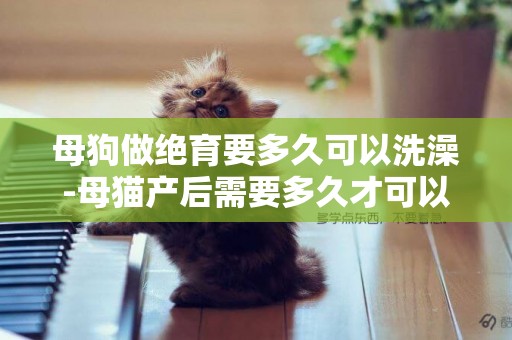 母狗做絕育要多久可以洗澡-母貓產后需要多久才可以洗澡