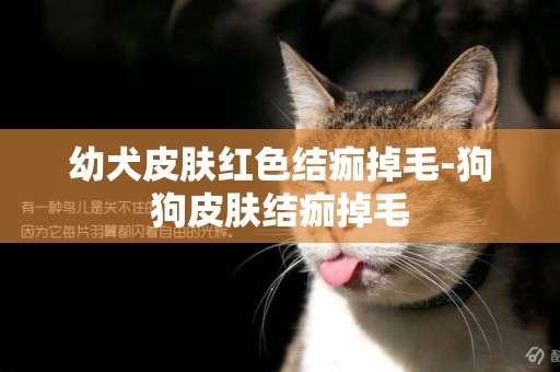 幼犬皮膚紅色結痂掉毛-狗狗皮膚結痂掉毛