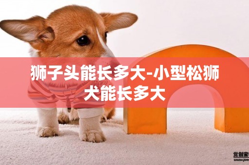 獅子頭能長多大-小型松獅犬能長多大