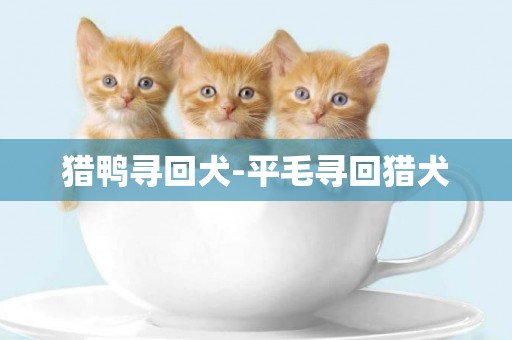 獵鴨尋回犬-平毛尋回獵犬