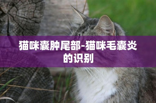 貓咪囊腫尾部-貓咪毛囊炎的識別