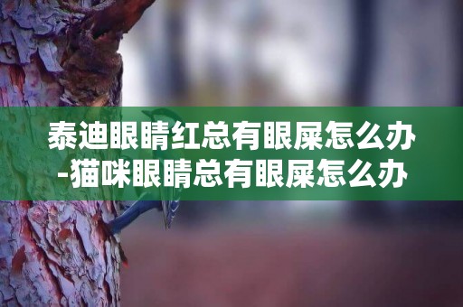 泰迪眼睛紅總有眼屎怎么辦-貓咪眼睛總有眼屎怎么辦