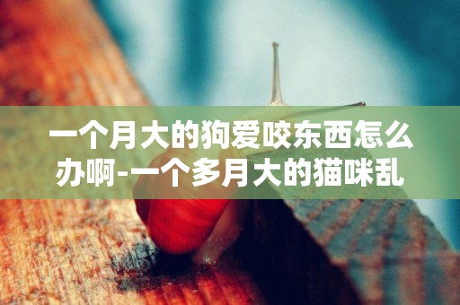 一個月大的狗愛咬東西怎么辦啊-一個多月大的貓咪亂咬東西怎么辦