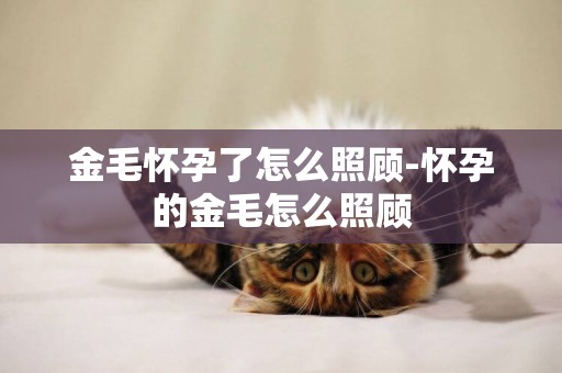 金毛懷孕了怎么照顧-懷孕的金毛怎么照顧