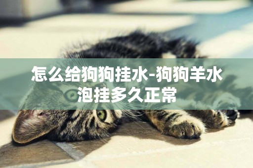 怎么給狗狗掛水-狗狗羊水泡掛多久正常