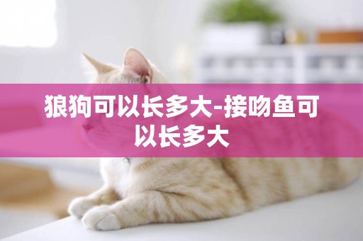 狼狗可以長多大-接吻魚可以長多大