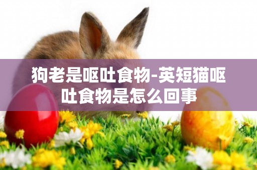狗老是嘔吐食物-英短貓嘔吐食物是怎么回事