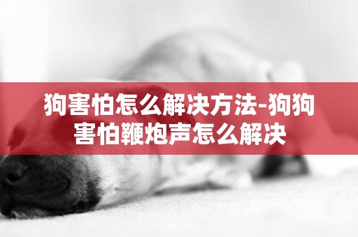 狗害怕怎么解決方法-狗狗害怕鞭炮聲怎么解決